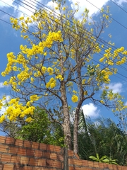 Handroanthus serratifolius