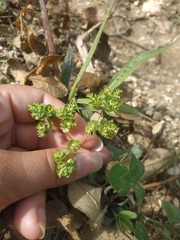 Euphorbia falcata