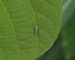 Xyphon reticulatum