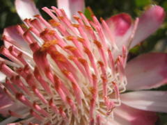 Protea punctata