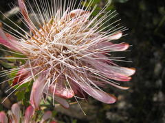 Protea punctata