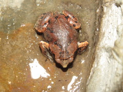 Hypopachus variolosus