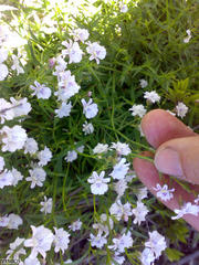 Nemesia bicornis