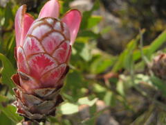 Protea punctata