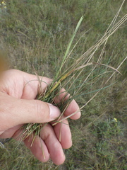 Festuca trachyphylla
