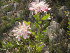 Protea punctata