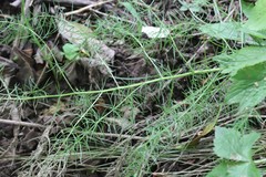 Asparagus schoberioides