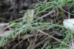 Asparagus schoberioides