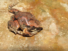 Hypopachus variolosus