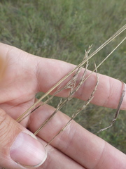 Festuca trachyphylla