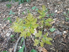 Physospermum cornubiense