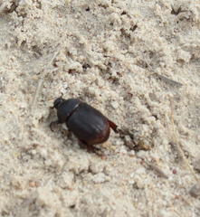 Temnorhynchus retusus