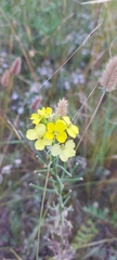 Erysimum flavum