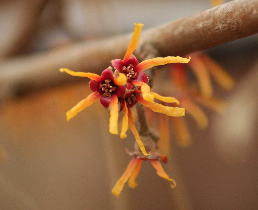 ozark witch-hazel