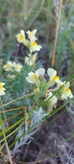 Linaria buriatica