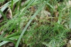 Asparagus schoberioides