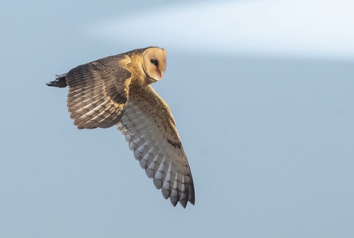 iNaturalist: (c) juan_van_den_heever, some rights reserved (CC BY-NC) iNaturalist image