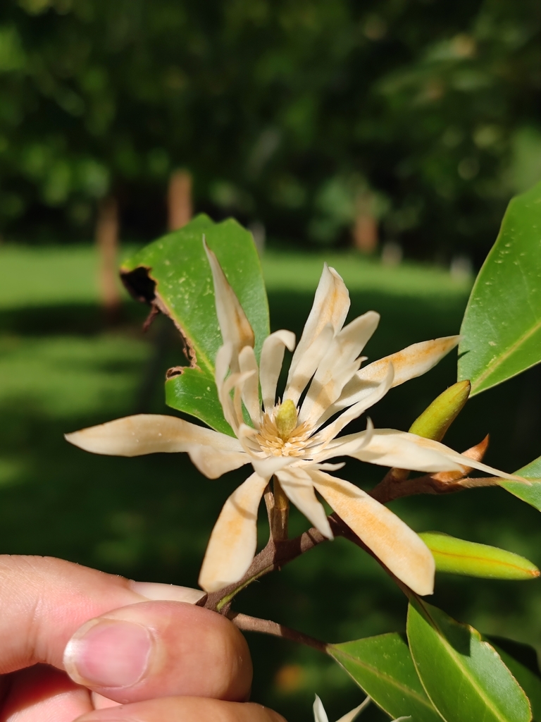 Magnolia baillonii (Magnolia baillonii)