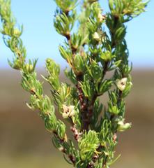 Cliffortia subsetacea