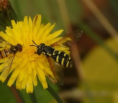 Chrysotoxum festivum