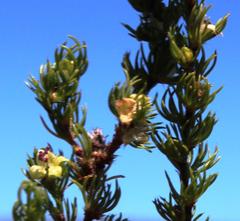 Cliffortia subsetacea