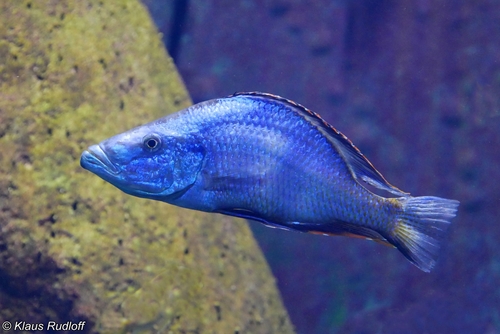 Malawi Trout Cichlid