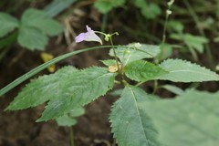 Impatiens furcillata