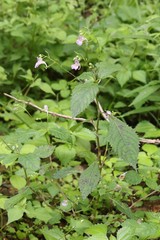 Impatiens furcillata