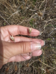 Xeranthemum cylindraceum