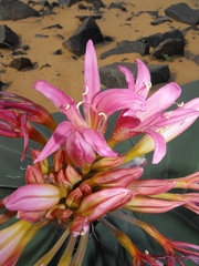Ammocharis longifolia