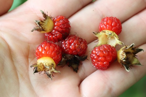 Korean Raspberry