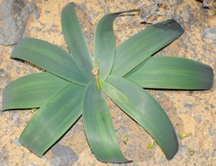 Ammocharis longifolia