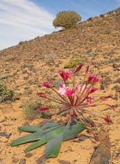 Ammocharis longifolia