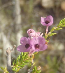 Erica newdigatei