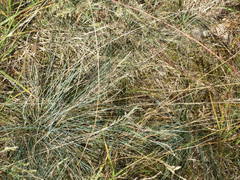 Festuca trachyphylla