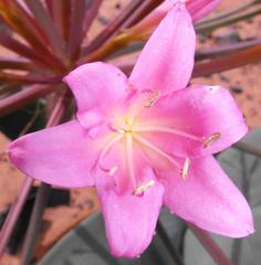Ammocharis longifolia