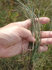Festuca trachyphylla