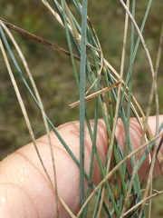 Festuca trachyphylla