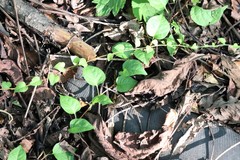 Celastrus flagellaris