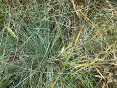 Festuca trachyphylla