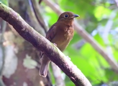 Schiffornis veraepacis