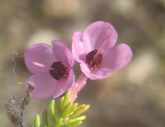 Erica newdigatei
