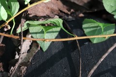 Celastrus flagellaris