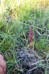 Oxybasis chenopodioides