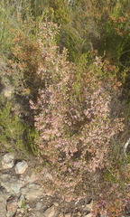 Erica newdigatei