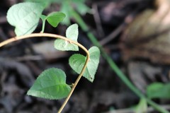 Celastrus flagellaris