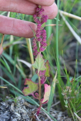 Oxybasis chenopodioides