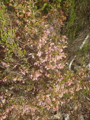 Erica newdigatei
