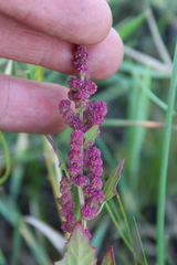 Oxybasis chenopodioides