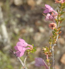 Erica newdigatei